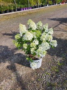 Quick Fire Fab® Panicle Hydrangea - PW