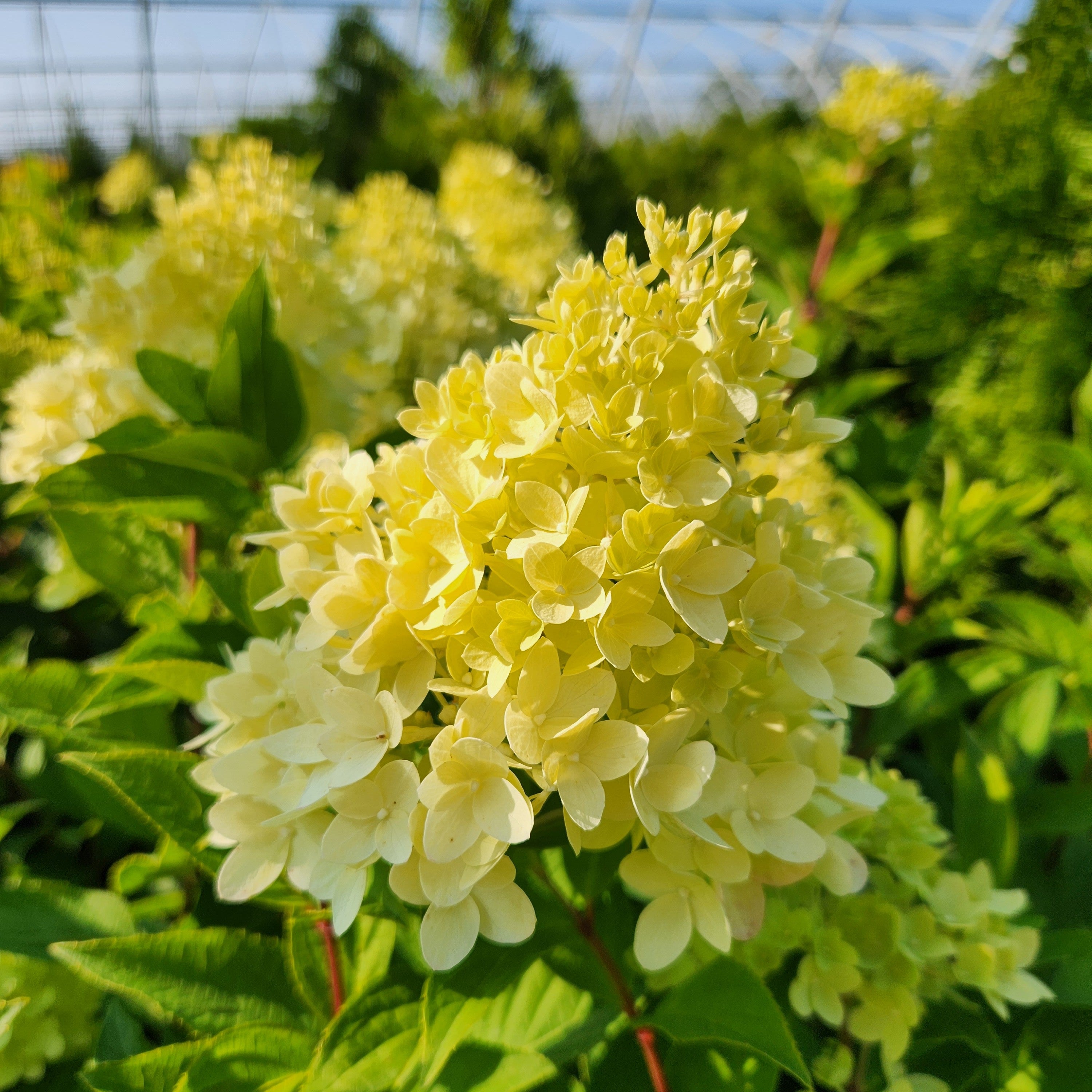 Dragon Baby Hydrangea (Bloomin' Easy) summer creamy coloured blooms.  Potted plant for sale at field2home.com online garden center in Niagara (Canadian owned and operated company).