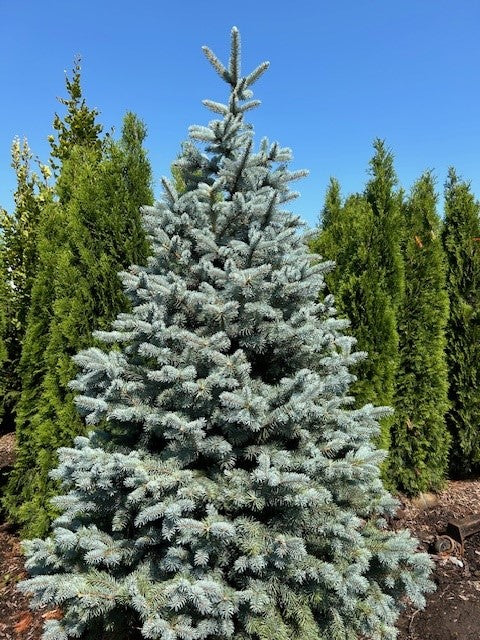 Baby Blue Spruce Field2Home online garden center Niagara