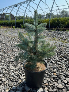 Baby Blue Spruce 2gal Field2Home online garden center