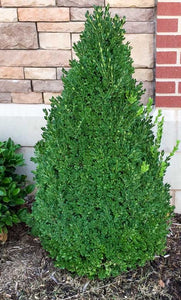Green Mountain Boxwood