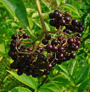 Canadian Elderberry