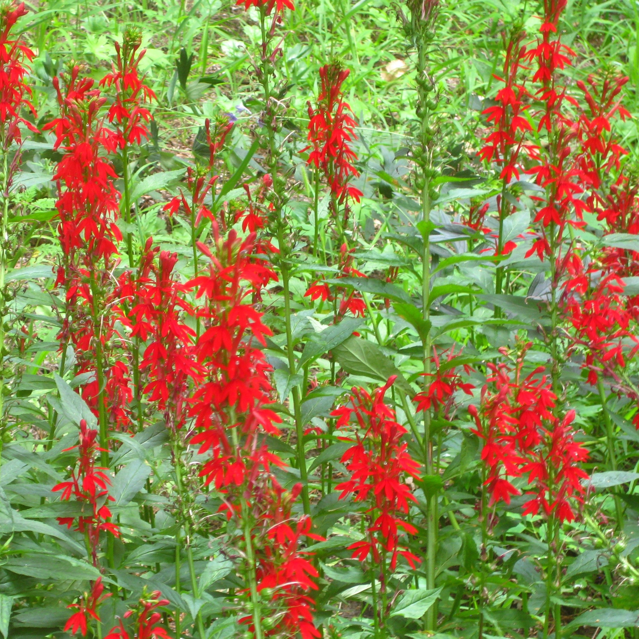 Cardinal Flower