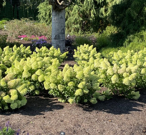 Dragon Baby Hydrangea (Bloomin' Easy) shrubs blooming in the garden, mass planting.  Potted plant for sale at field2home.com online garden center in Niagara (Canadian owned and operated company).