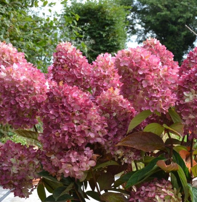 Dragon Baby Hydrangea (Bloomin' Easy) fall pink coloured blooms.  Potted plant for sale at field2home.com online garden center in Niagara (Canadian owned and operated company).