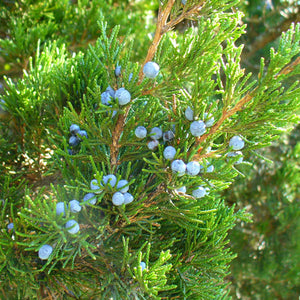 Eastern Red Cedar