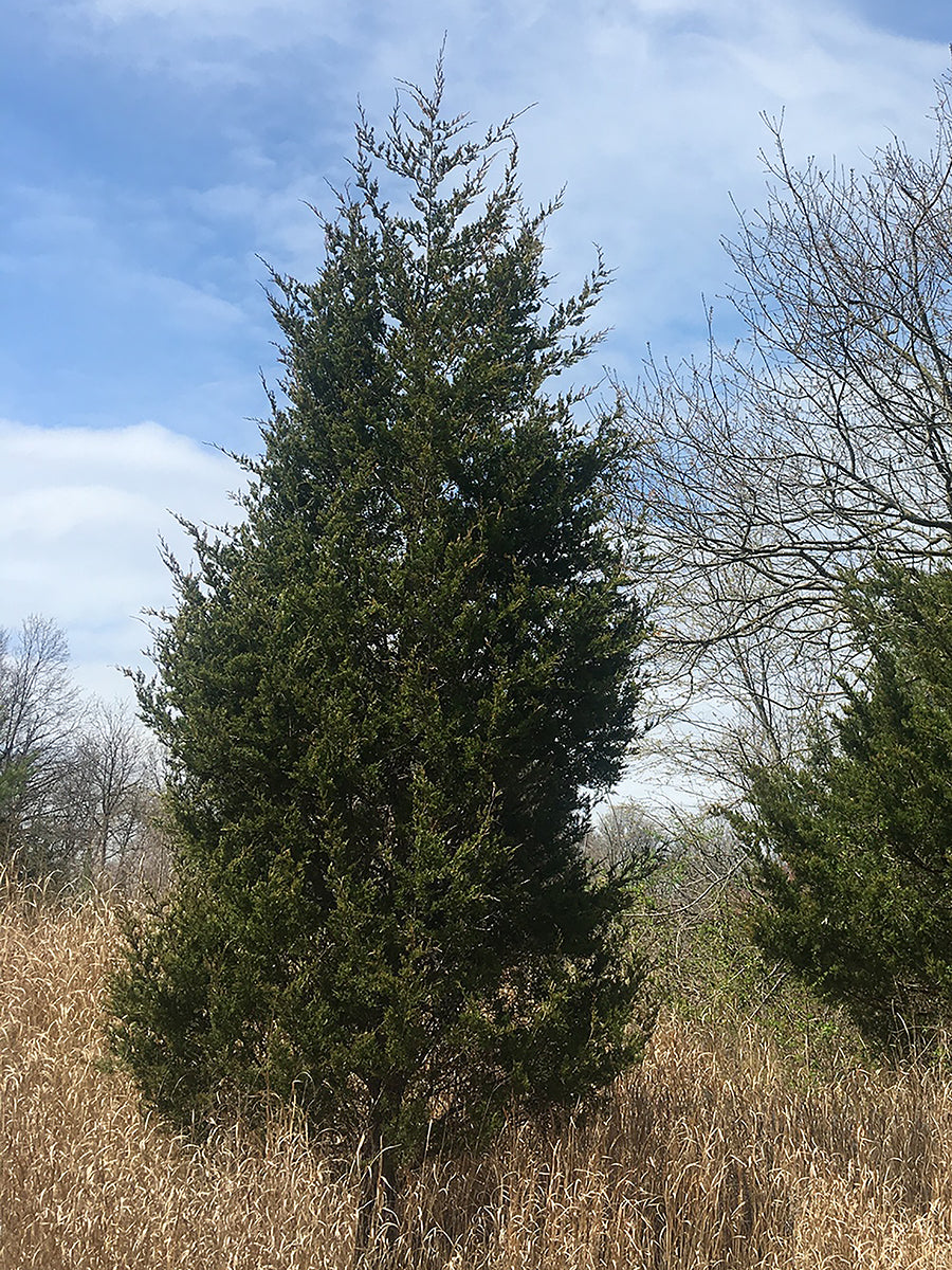 Eastern Red Cedar