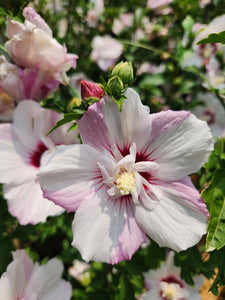 Fiji Rose of Sharon - First Editions®