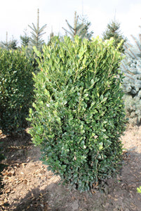 Green Mountain Boxwood