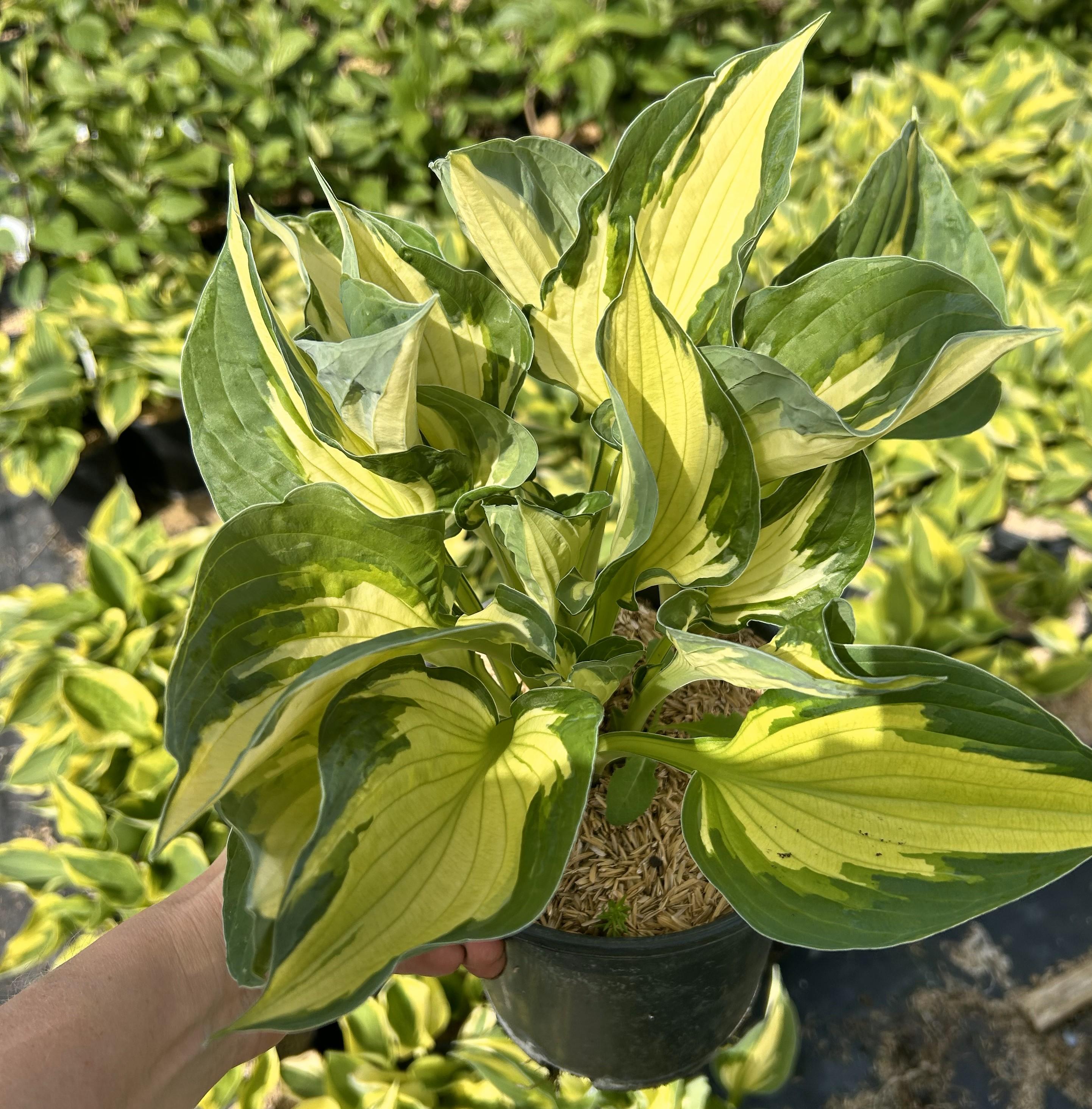 Whirlwind Hosta