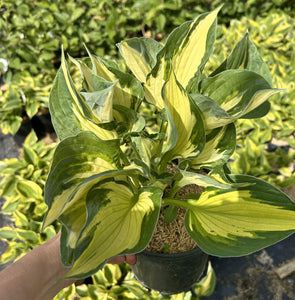 Whirlwind Hosta