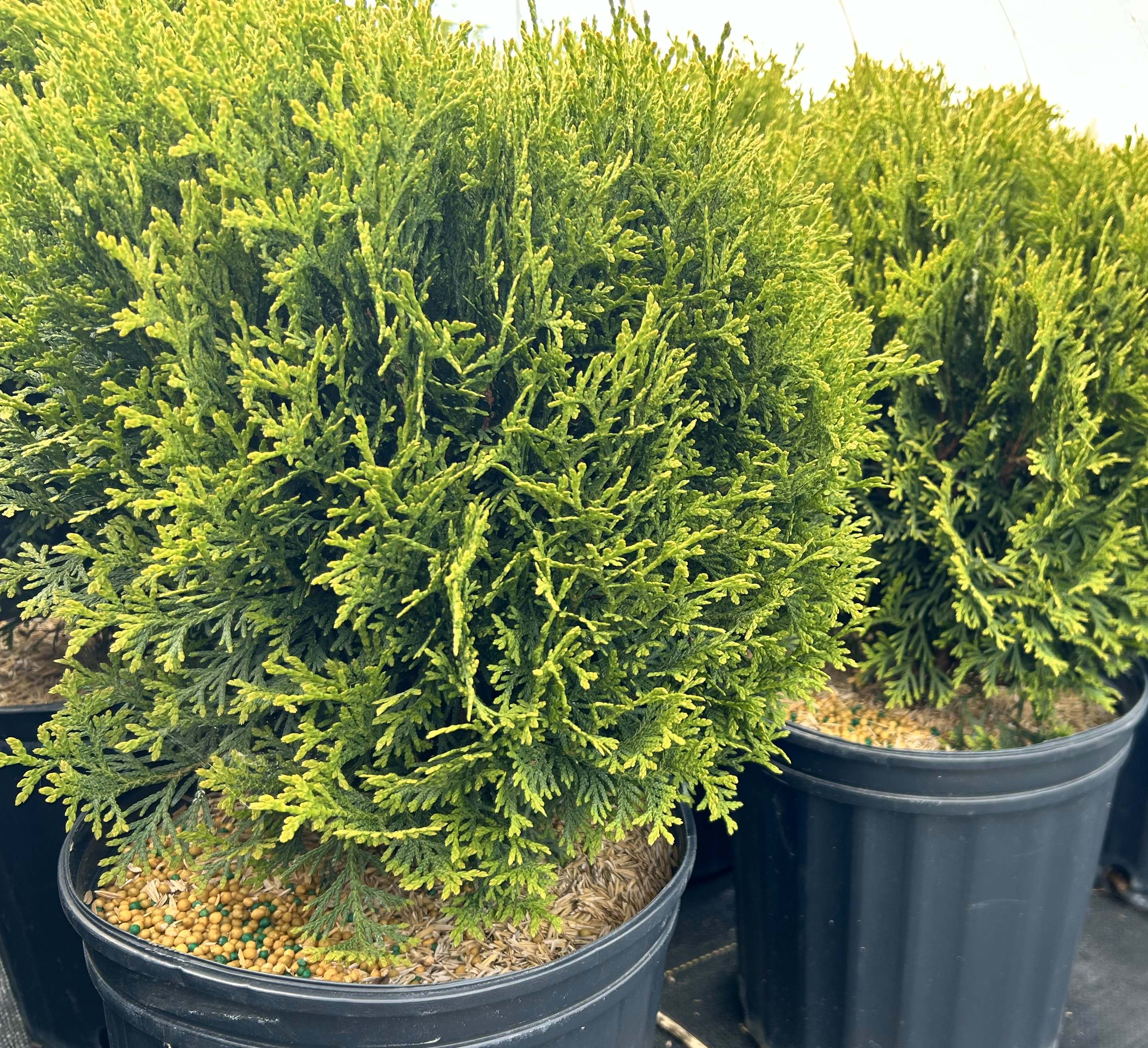 Little Giant Globe Cedar