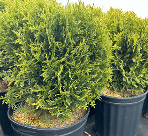 Little Giant Globe Cedar
