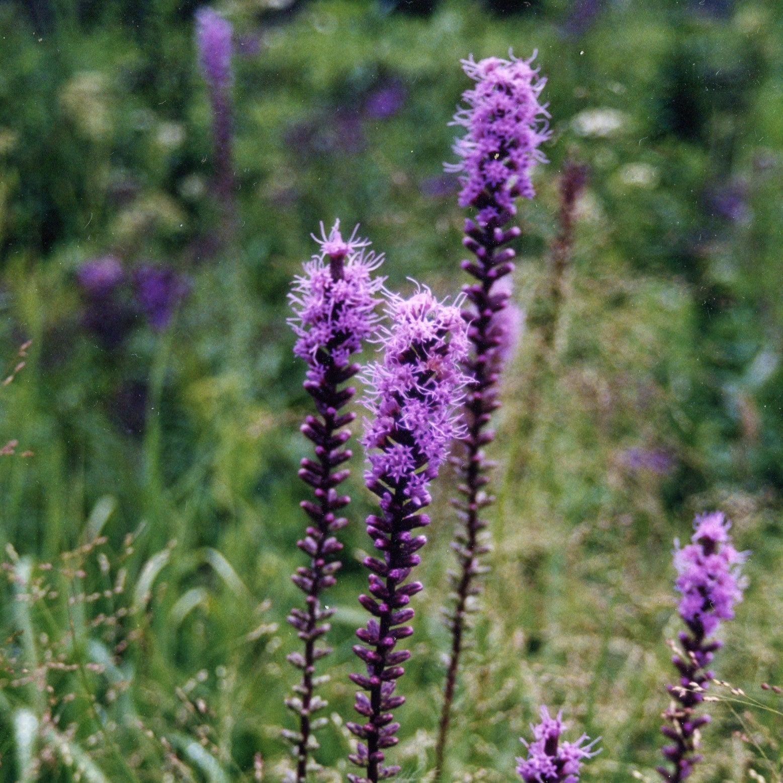 Dense Blazing Star