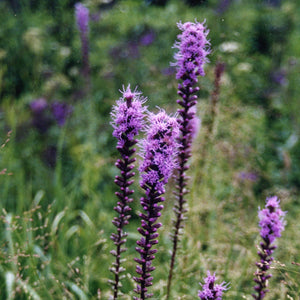 Dense Blazing Star