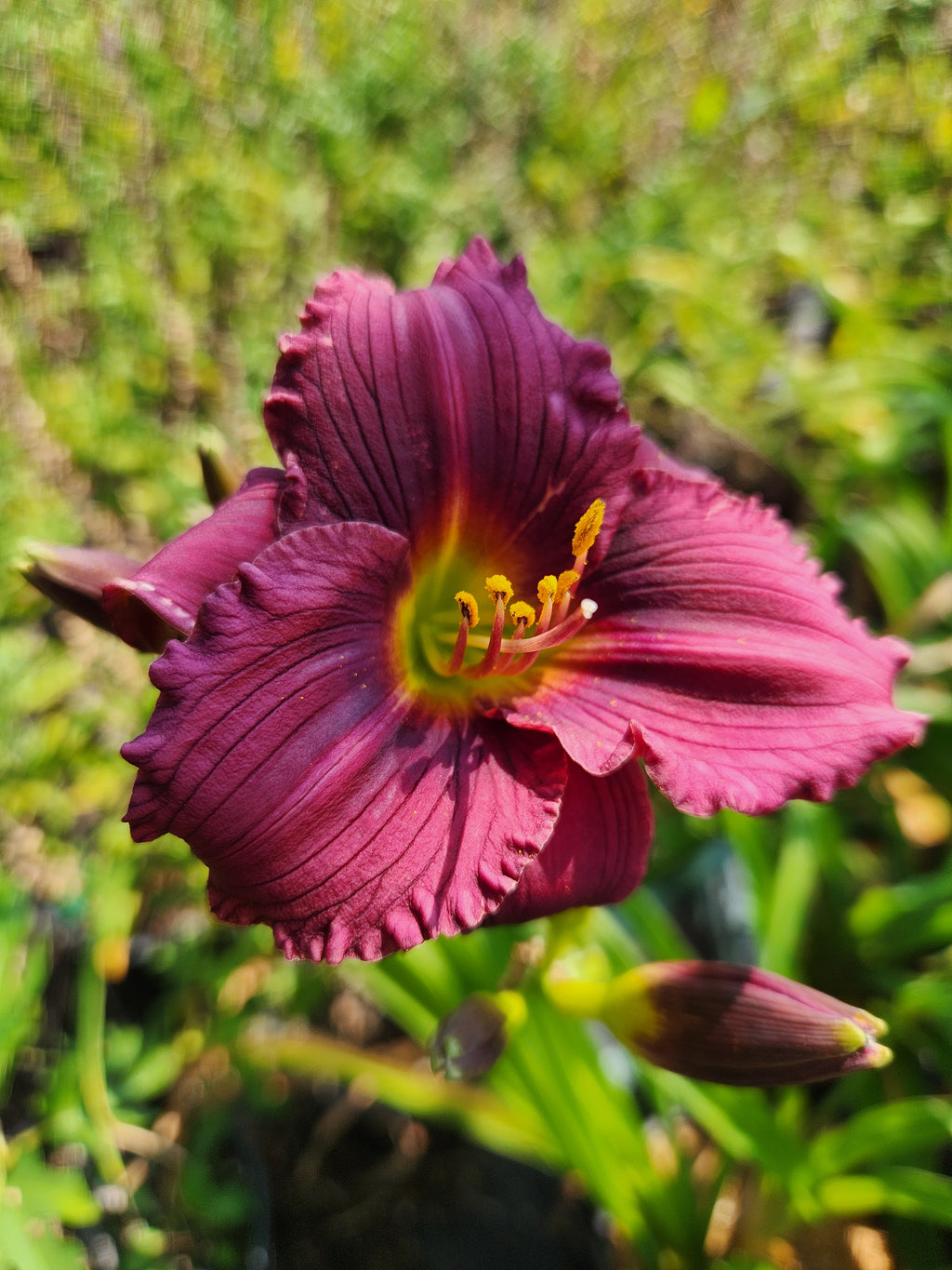 Purple daylily with green yellow throat and ruffled edges.  Little grapette hemerocallis for sale at field2home.com.