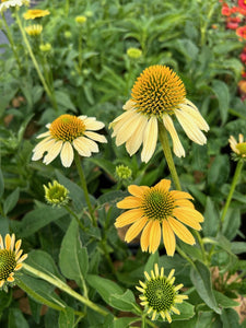 Mellow Yellows Coneflower Echinacea Purpurea 'Mellow Yellows' in bloom.  For sale at field2home.com online garden center in Niagara