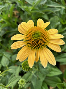 Mellow Yellows Coneflower Echinacea Purpurea 'Mellow Yellows' in bloom.  For sale at field2home.com online garden center in Niagara