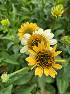 Mellow Yellows Coneflower Echinacea Purpurea 'Mellow Yellows' in bloom.  For sale at field2home.com online garden center in Niagara