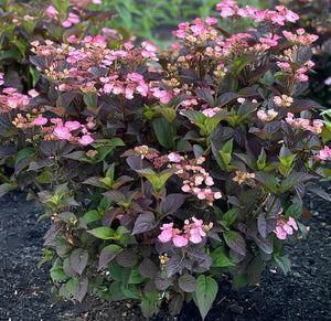 Pink Dynamo Mountain Hydrangea - Bloomin' Easy