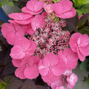 Pink Dynamo Mountain Hydrangea - Bloomin' Easy