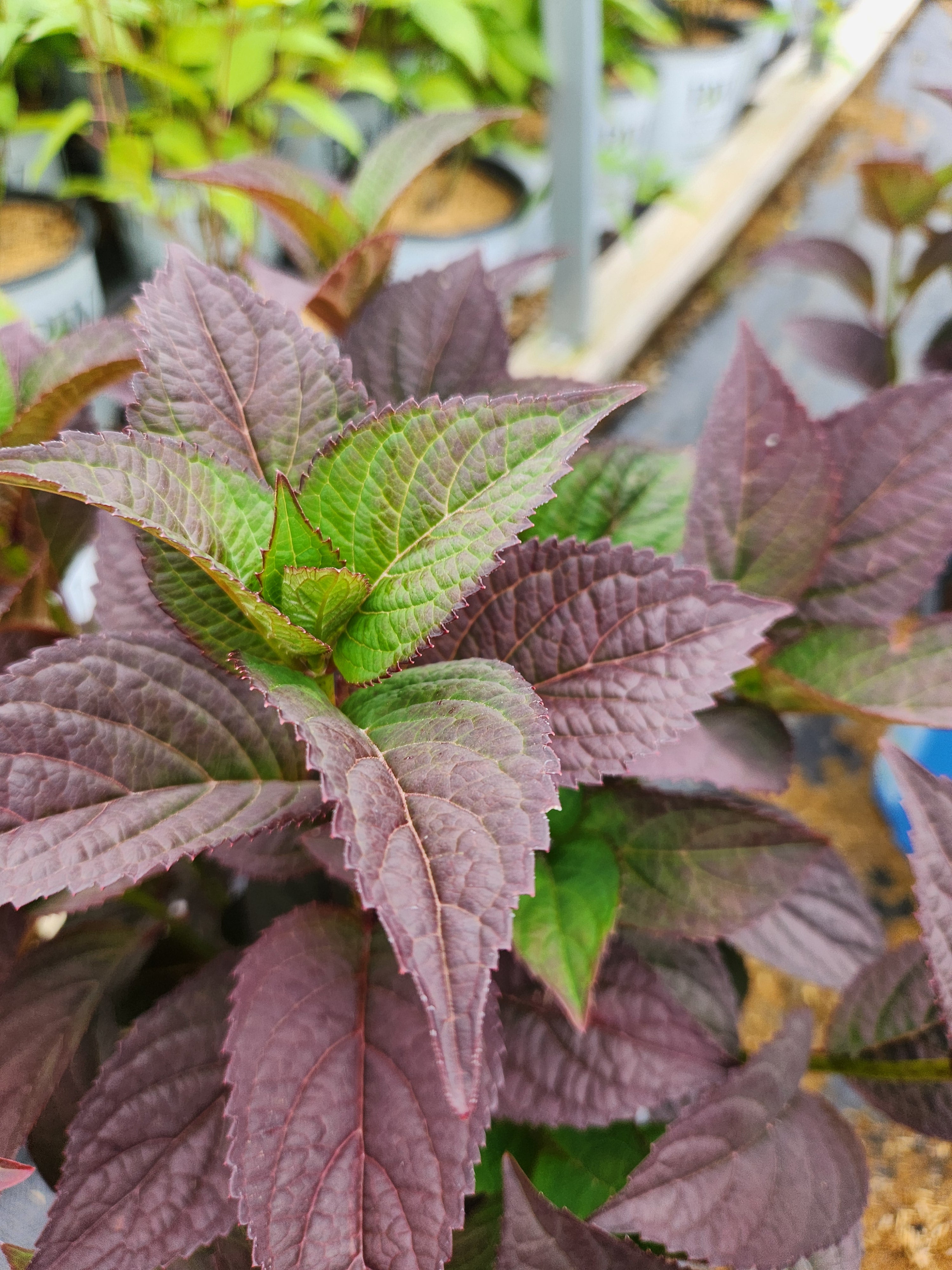 Pink Dynamo Mountain Hydrangea - Bloomin' Easy