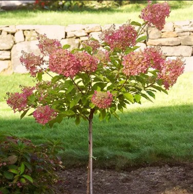 Pinky Winky® Hydrangea Treeform - Proven Winners