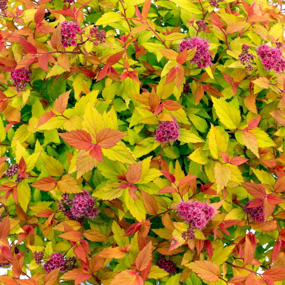 Rainbow Fizz Spirea - Bloomin' Easy