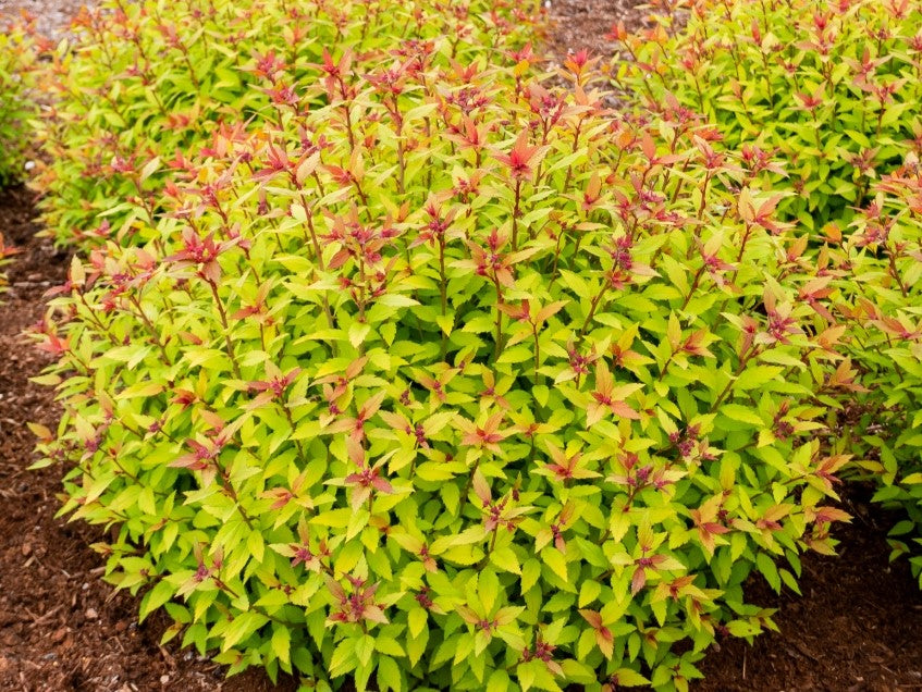 Rainbow Fizz Spirea - Bloomin' Easy