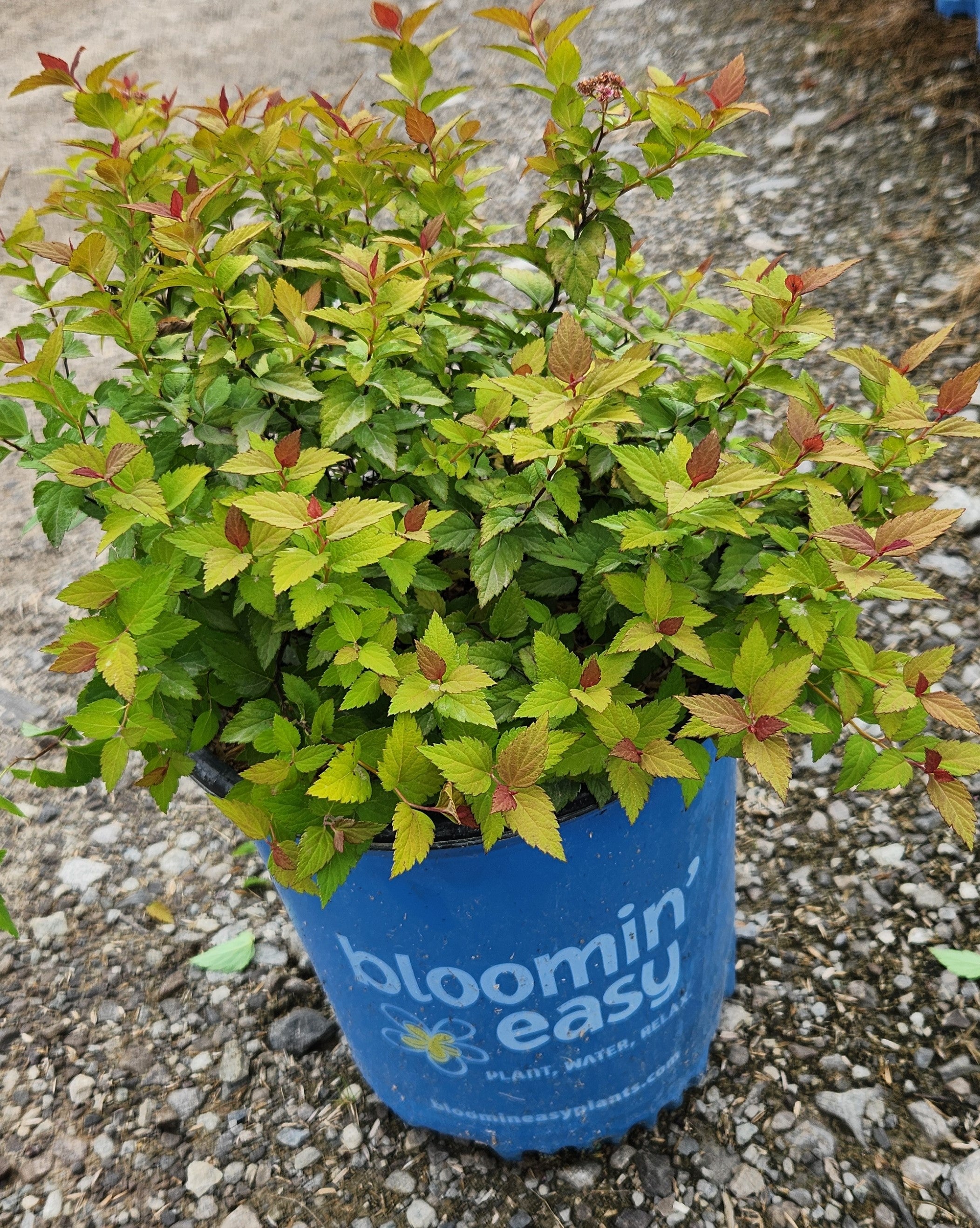 Rainbow Fizz Spirea - Bloomin' Easy