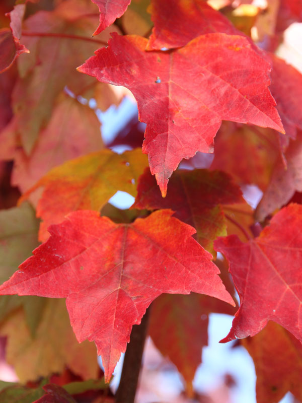 Red Rocket Maple Field 2 Home online garden center Niagara