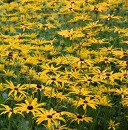 Black-Eyed Susan