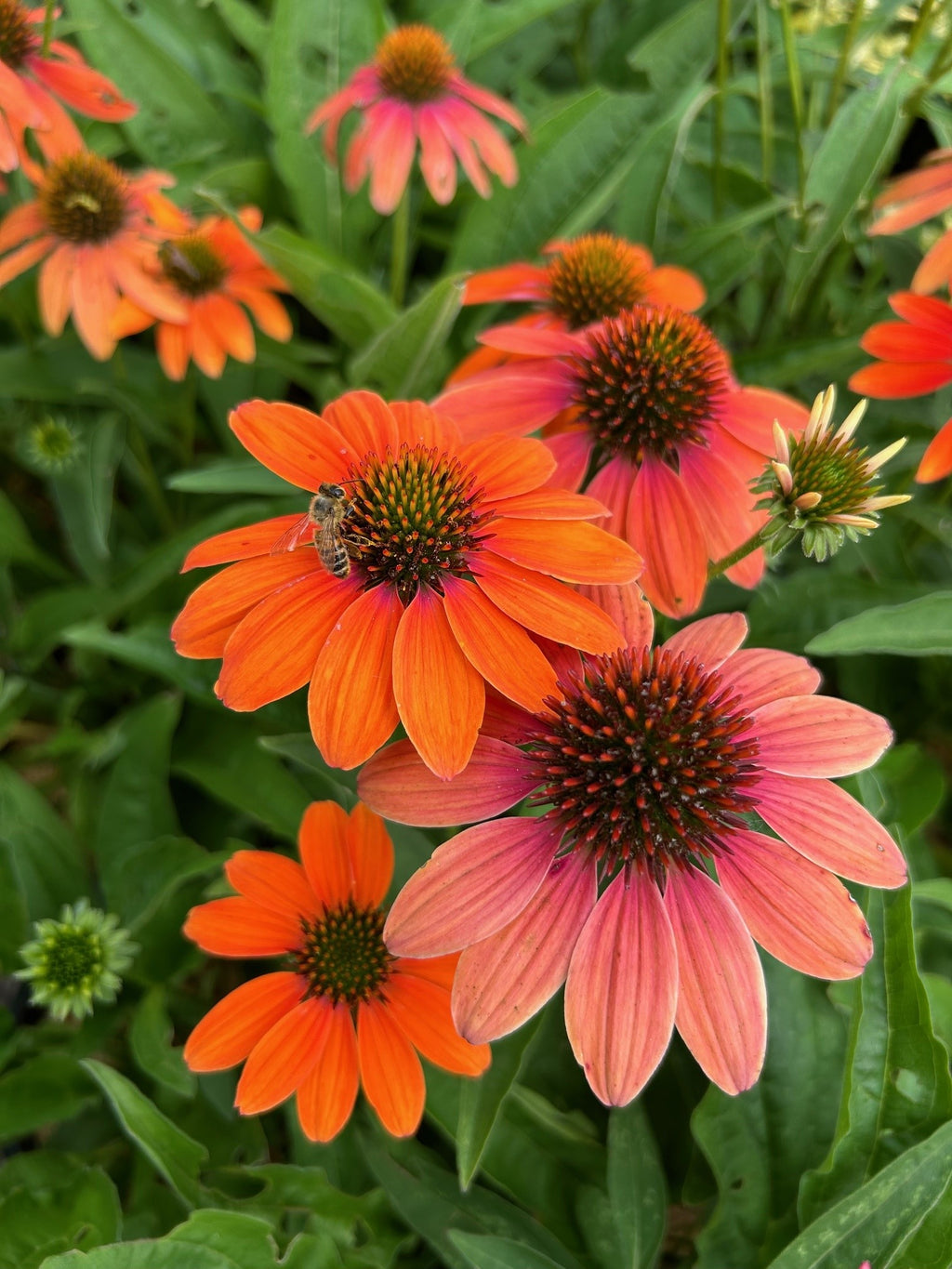 Artisan Soft Orange Coneflower in bloom with bee.  For sale at field2home.com online garden center in Niagara.