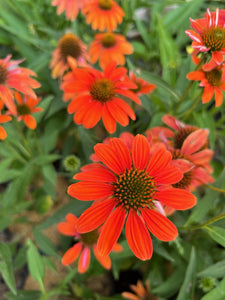 Artisan Soft Orange Coneflower in bloom.  For sale at field2home.com online garden center in Niagara.