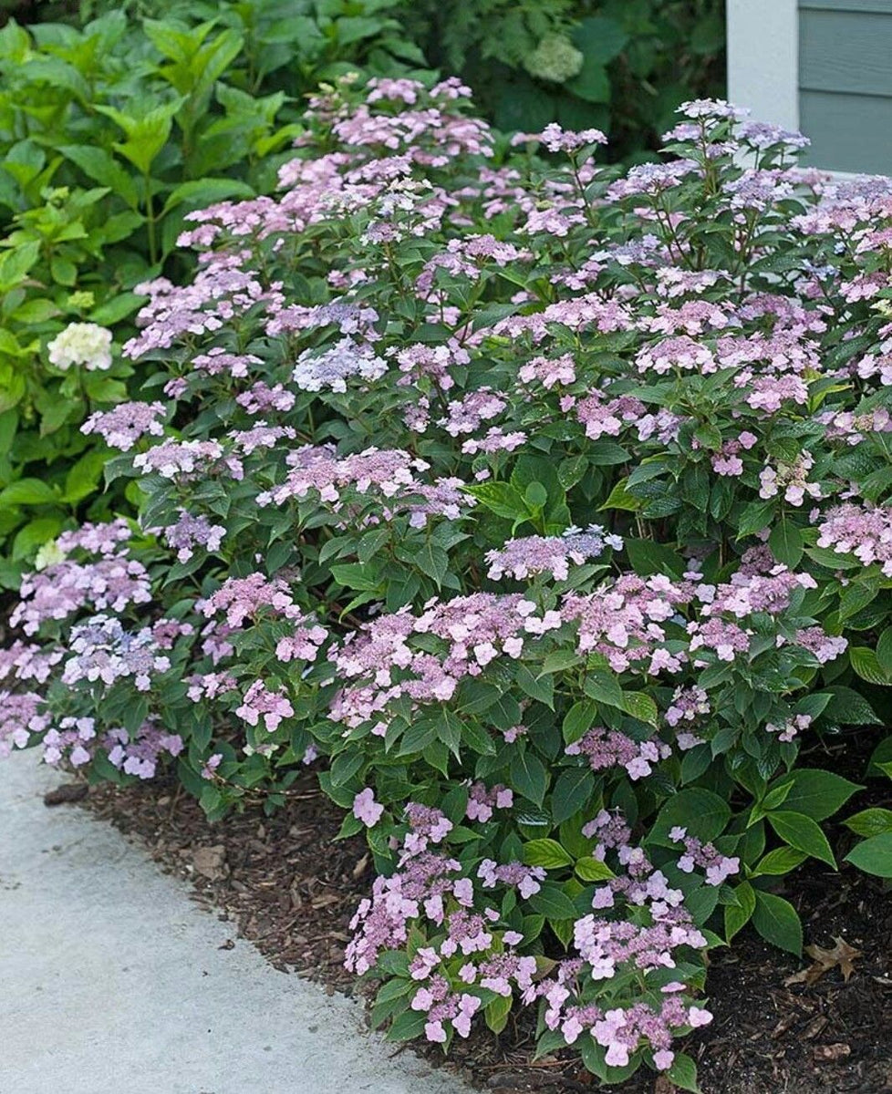 Tiny Tuff Stuff Mountain Hydrangea - Proven Winners – Field2home.com
