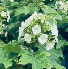 Toy Soldier Oakleaf Hydrangea - Bloomin' Easy