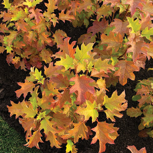 Toy Soldier Oakleaf Hydrangea - Bloomin' Easy