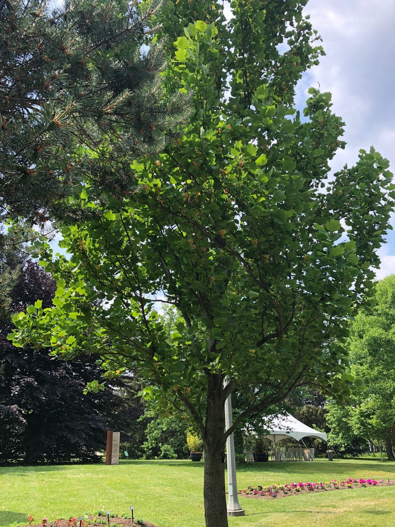 Tulip Tree – Field2home.com