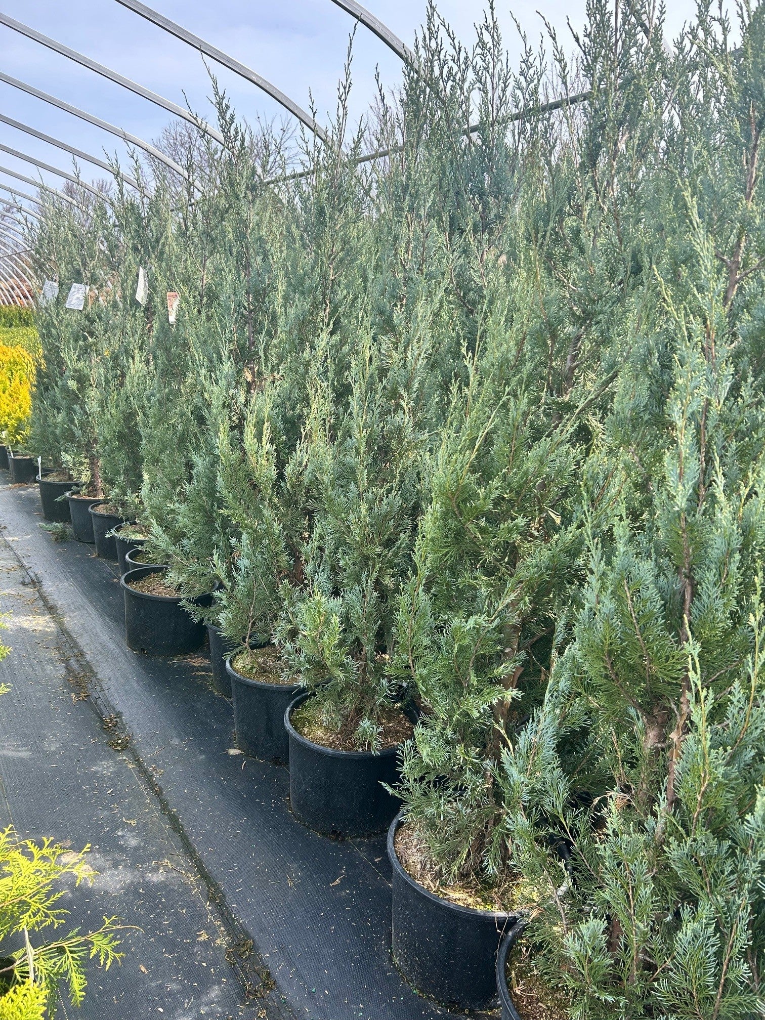 Wichita Blue Juniper