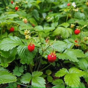 Woodland Strawberry