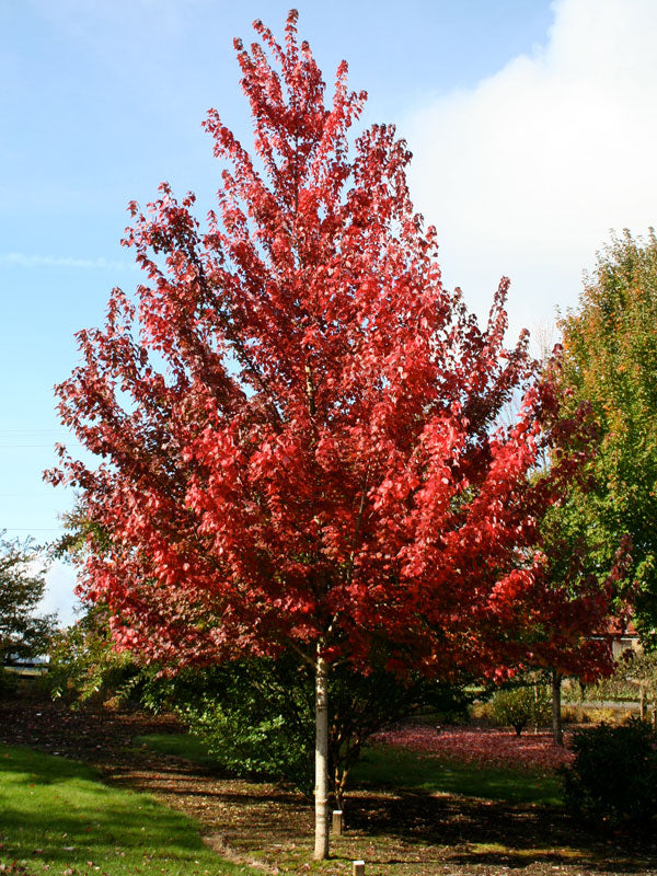 Brandy wine Maple Field2Home online garden center