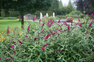 Miss Ruby Butterfly Bush Buddleia Field2Home