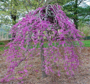 Ruby Falls Redbud tree flowers in Spring.  Weeping redbud with purple flowers.  For Sale at field2home.com online garden center in niagara.