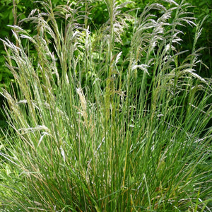Tufted Hairgrass