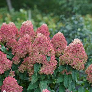 Quick Fire Fab® Panicle Hydrangea - PW