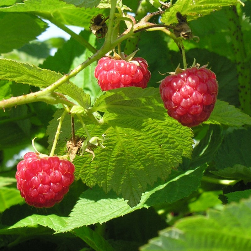 Killarney Raspberry – Field2home.com