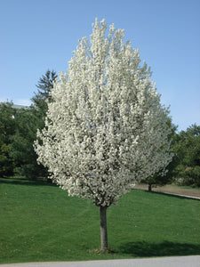Chanticleer Ornamental Pear Tree