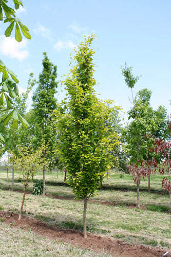 Dawyck Gold Columnar Beech