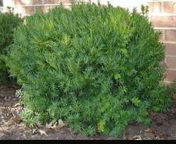 Dense Yew - for hedges