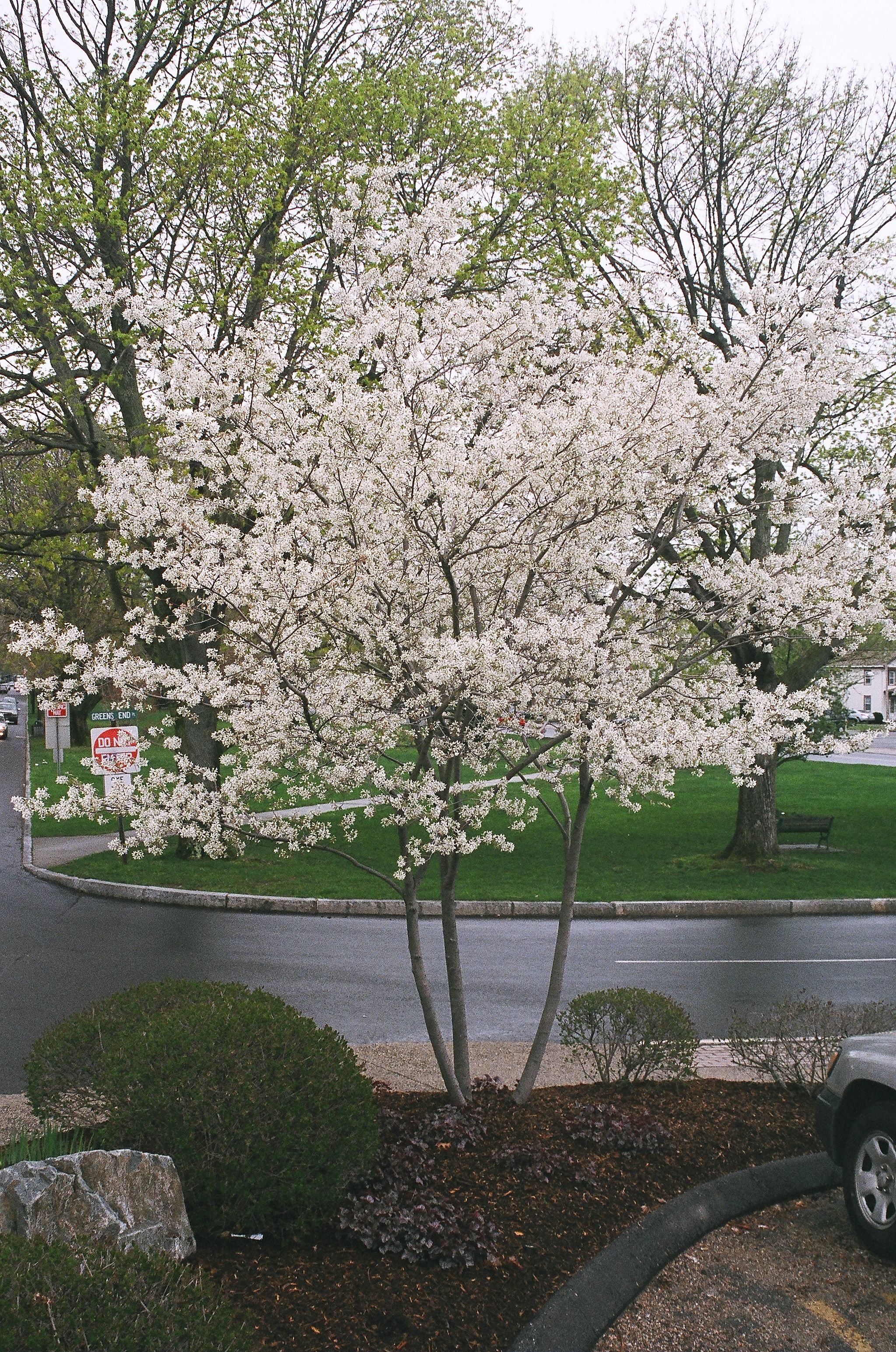 Spring Flurry Serviceberry Canadian Serviceberry – Jardineries